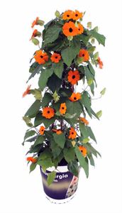 Afbeelding van KP19 Thunbergia  piramide Orange